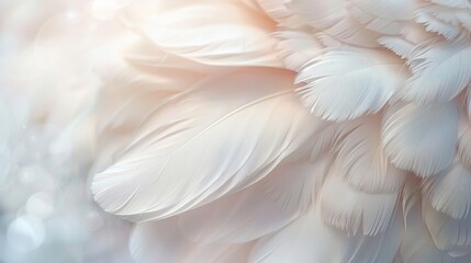 Close-up of soft white feathers illuminated by subtle light, creating a gentle and delicate atmosphere.