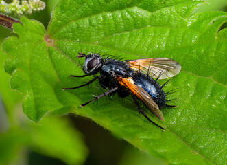 Fliege