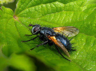 Fliege
