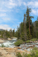 Obraz premium mountain river in the forest