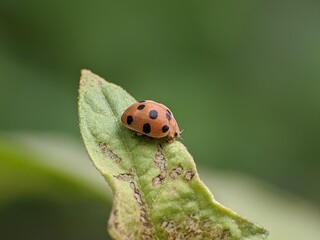 Obraz premium Epilachna borealis is on the tip of a leaf