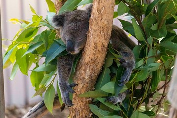 Koala in tree