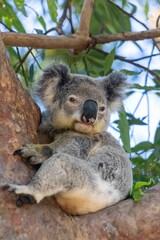 Koala in tree