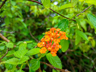 Lantana camara flowers with green leaves.
