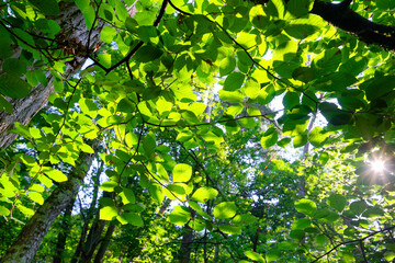 Fototapeta premium Samois comunal forest in the Fontainebleau Massif