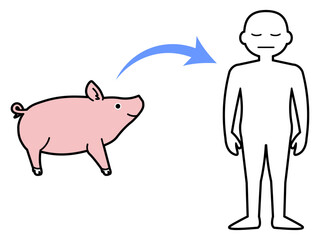 豚からヒトへの臓器移植を示すシンプルなイラスト