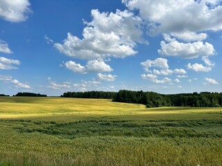 wheat crops damaged by hurricane