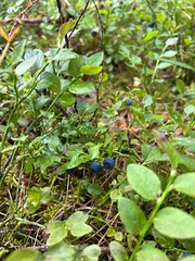 Naklejka premium organic blueberries growing in the forest