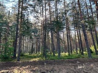 photo of a beautiful wild forest with glimpses of the morning sun