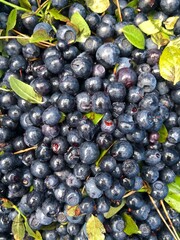 ripe organic blueberries freshly picked from the forest