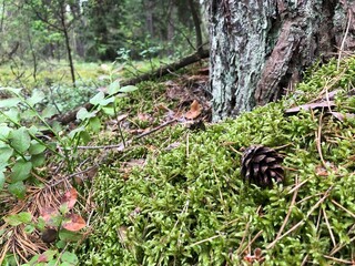 a pine cone under a tree in the forest lies on the moss