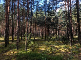 Obraz premium beautiful wild forest on a summer day