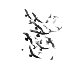 Silhouette of a flying bird against a black and white background