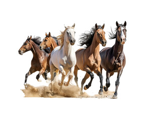 Beautiful brown horses and riders in a white field