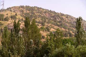 A mountain with a forest on it