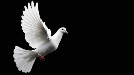 Obraz premium White dove flying isolated on black background, clipping path, freedom on international day of peace concept