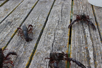 Écrevisses de Louisiane