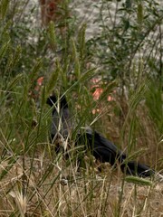 crow