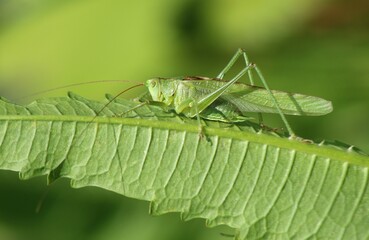 Sauterelle verte sur une feuille