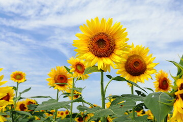 夏空とひまわり畑