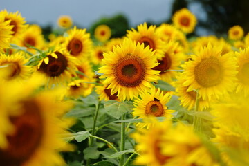 満開のひまわり畑