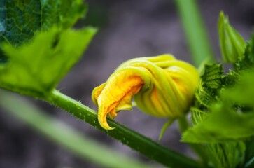 Cucumber yellow flower in the summer garden.