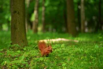Bushy-tailed red squirrel has a meal in the wild