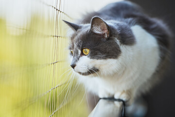 kitten explores balcony window sill Protected by safety net