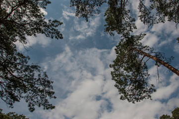 Sky with tree crowns. View up from ground level. Beautiful nature. Pinery. Blue sky with sun and clouds.