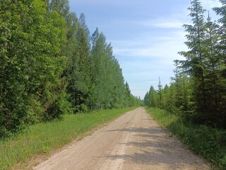 Road in forest in Siauliai county during sunny summer day. Oak and birch tree woodland. Sunny day with white clouds in blue sky. Bushes are growing in woods. Sandy road. Nature. Summer season. Miskas.