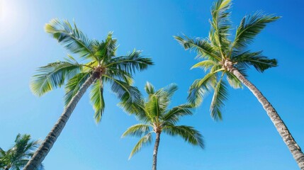 Beautiful palm trees under a clear blue sky ideal summer backdrop