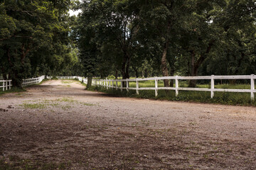 Treelined country road in Lipica