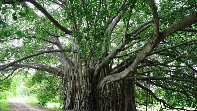 beautiful Banyan trees with twisted branches