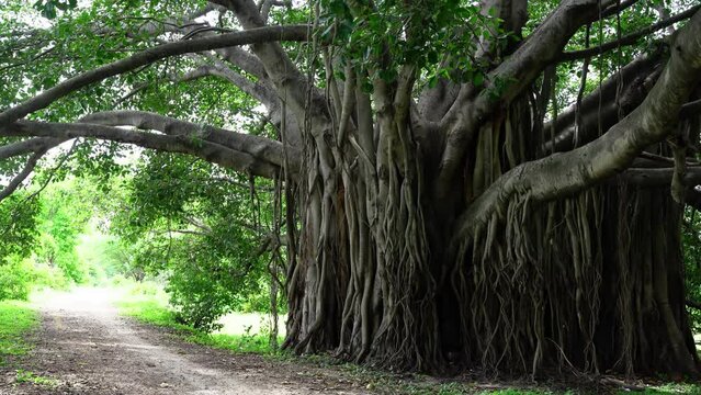 beautiful Banyan trees with twisted branches