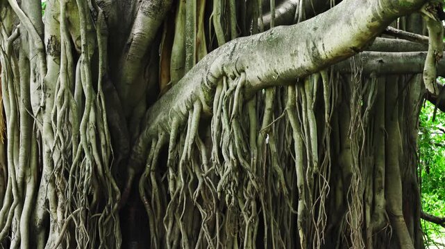 beautiful Banyan trees with twisted branches