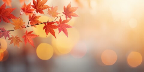 Fototapeta premium Autumn Leaves