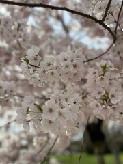 Cherry blossom branch