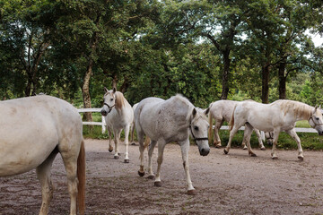 Lipica horse, breed horses, slovenia, europe