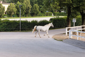 The famous Lipizzan horse return from pasture to the stables
