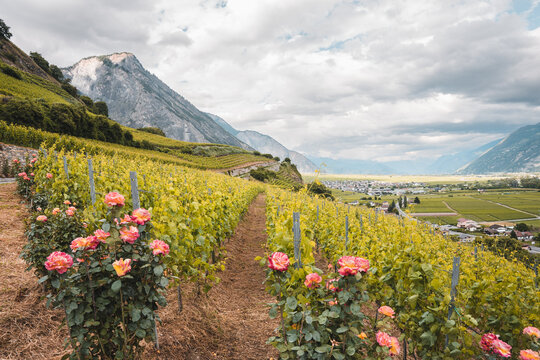 Swiss wallis valley with vineyards and mountains