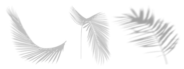Obraz premium Palm leaf shadow png element set on transparent background
