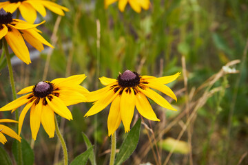 Rudbekia ,Rudbeckia L.,Rudbekia owłosiona ,Rudbeckia hirtakwiat © Marcin Łazarczyk