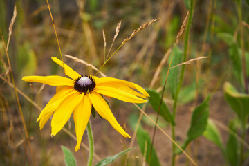  Rudbekia błyskotliwa 