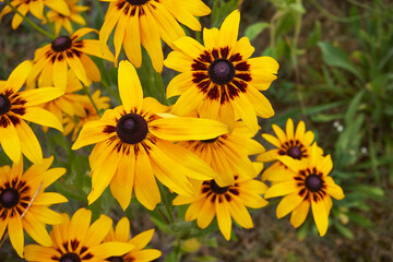 Rudbekia ,Rudbeckia L.,Rudbekia owłosiona ,Rudbeckia hirtakwiat © Marcin Łazarczyk