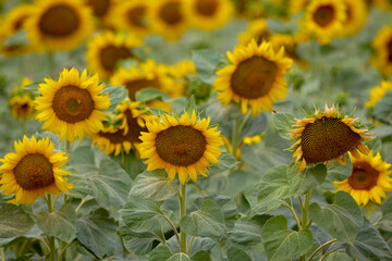 Obraz premium an agricultural field with a crop of sunflowers