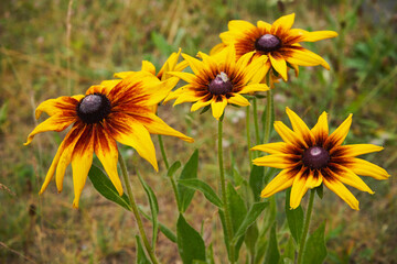 Rudbekia ,Rudbeckia L.,Rudbekia owłosiona ,Rudbeckia hirtakwiat © Marcin Łazarczyk