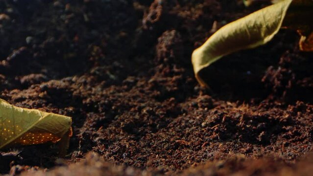 Capturing the Passage of Time: Mesmerizing Time-Lapse of Plant Growth from Seedling Germination to Ripe Harvest in Agricultural Environments. High quality 4k footage