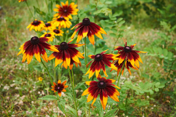 Rudbekia ,Rudbeckia L.,Rudbekia owłosiona ,Rudbeckia hirtakwiat © Marcin Łazarczyk