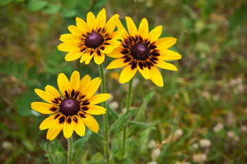 Rudbekia ,Rudbeckia L.,Rudbekia owłosiona ,Rudbeckia hirtakwiat © Marcin Łazarczyk
