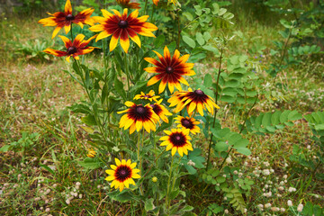 Rudbekia ,Rudbeckia L.,Rudbekia owłosiona ,Rudbeckia hirtakwiat © Marcin Łazarczyk